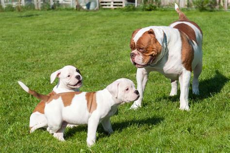 How Much Does An American Bulldog Cost In The Philippines.